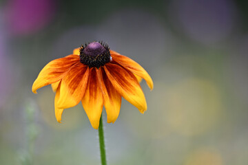 Fleur colorée avec un joli bokeh dans une prairie fleurie. Espace disponible pour texte. Comme arrière plan ou illustration principale. 