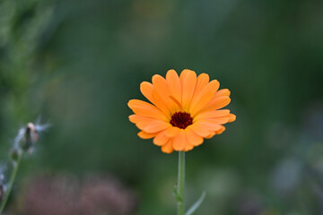 Fleur colorée avec un joli bokeh dans une prairie fleurie. Espace disponible pour texte. Comme arrière plan ou illustration principale. 