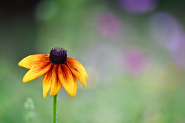 Fleur colorée avec un joli bokeh dans une prairie fleurie. Espace disponible pour texte. Comme arrière plan ou illustration principale. 