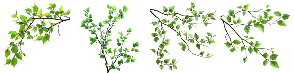 Fototapeta na wymiar branches with green leaves Hyperrealistic Highly Detailed Isolated On Transparent Background Png File