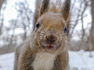 冬のエゾリス（北海道札幌市中央区）