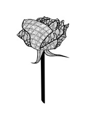 Sketch of a rose flower on white background. Vector illustration
