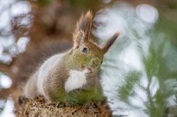 冬のエゾリス（北海道札幌市中央区）