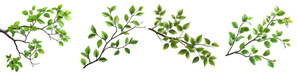 Fototapeta na wymiar branches with green leaves Hyperrealistic Highly Detailed Isolated On Transparent Background Png File