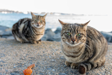 Two street cats sitting on the pier. Two tabby cat sits on stones by the sea in Turkey.
