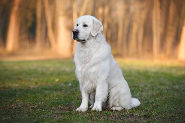 golden retriever portrait