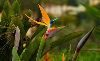 Strelitzia reginae (Strelitzia parvifolia, also called  bird of paradise, or crane lily. Originally from South Africa, but now thenational flower of Madeira, Portugal