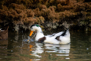 Duck with brown and white colors found in the lake