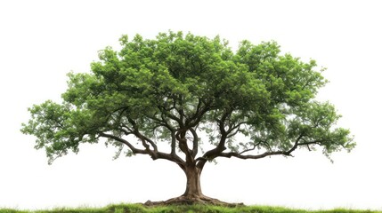 Obraz premium wide green tree isolated on white background