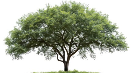 wide green tree isolated on white background