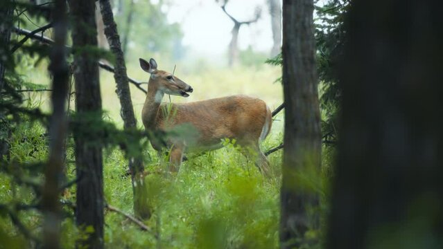 A deer feeding in the woods between the pine trees. Slow motion. 