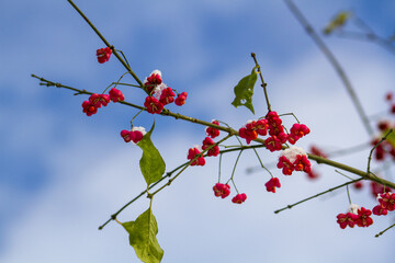 The Fruits of the European Spindle Tree 
