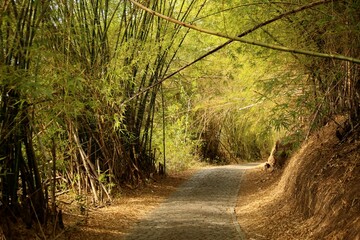 Dirty road in rural area with bamboo trees forming a green tunnel. Nature with lush leaves in...