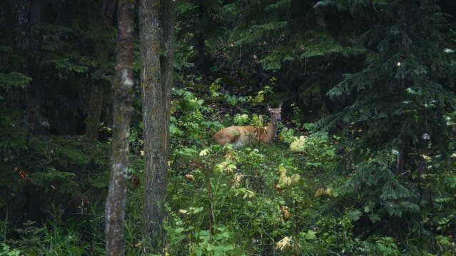 A deer grazing in the forest surrounded by pine trees. Slow motion. 