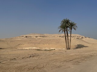 Wüste mit Palmen