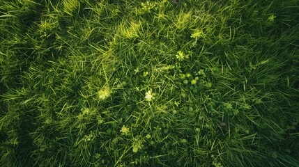 Early spring green grass close up shot