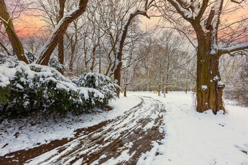 A winter snowy road lined with a beautiful linden snowy avenue.