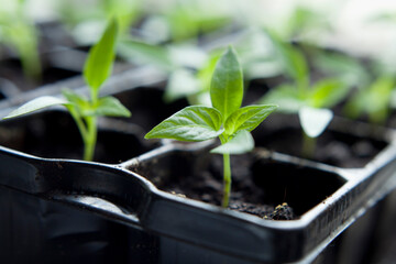 Chili pepper seedlings grown indoors for vegetable garden. - 733409196