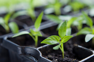 Chili pepper seedlings grown indoors for vegetable garden. - 733409199