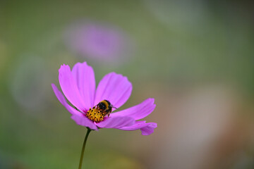 Insecte qui butine une fleur colorée dans une prairie fleurie