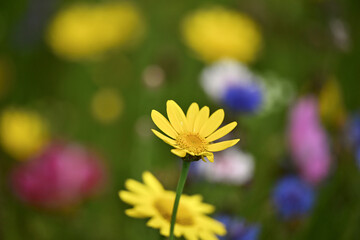 Fleur colorée avec un joli bokeh dans une prairie fleurie. Espace disponible pour texte. Comme arrière plan ou illustration principale. 
