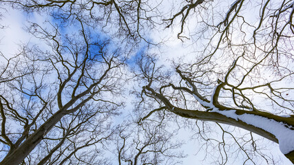 Looking up into treetops with blue sky and white clouds.