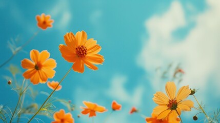  a field of yellow flowers with a blue sky in the backgrounnd with clouds in the backgrounnd with blue sky in the backgrounnd.