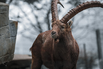portrait of a capricorn ibex in the swiss mountains, zoo