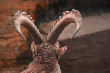 back portrait of european ibex horns, close up of relief, tierpark langerberg, zurich, switzerland,...