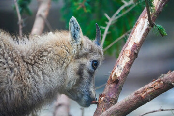 close up portrait side profile of a baby ibex, baby capricorn, steinbock, mountain goat