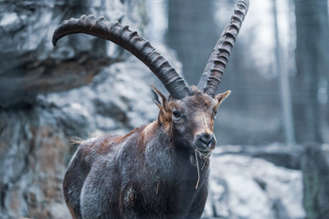 portrait of an Ibex, swiss capricorn in the zoo with huge horns