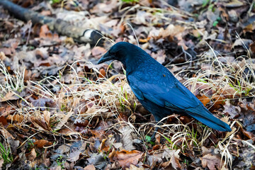 portrait of a crow in autumn