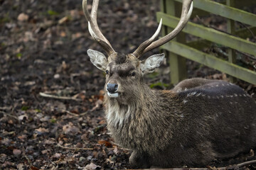 portrait of a sikadeer - male, with antlers