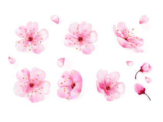 Realistic sakura buds. Blossom flower magnolia or cherry plum for japanese hanami, soft pink fresh buds spring floral season, april 3d wedding decoration exact vector illustration © ssstocker