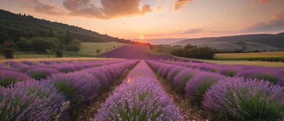 Poster Stunning landscape with lavender field at sunset © Artem