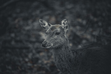 portrait of a sikadeer - female