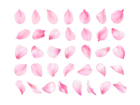 3d sakura petals. Realistic blossom cherry or real rose pink petal closeup, spring falling scent flowers in pastel watercolor gradient, valentine flower exact vector illustration