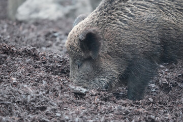 Naklejka na ściany i meble wild boar in the woods, tierpark langenberg, takin in the zoo