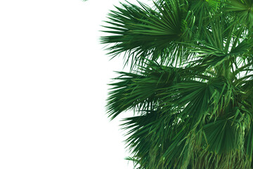 close up Washington's palm leaf isolated on white. natural tropical green branches. green exotic...