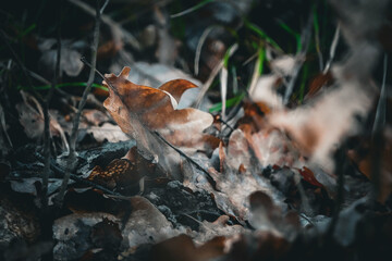 Naklejka premium autumn in the forest close up of brown crumbling leaf