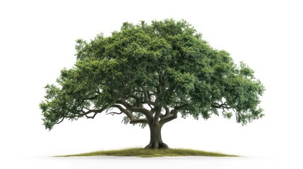 oak tree isolated on a white background - obrazy, fototapety, plakaty