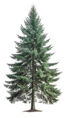 Fototapeta premium Single spruce tree isolated on a white background.