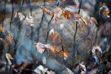 european lynx in backgroudn soft focus with autumn leaves in foreground