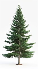 Obraz premium spruce tree isolated on a white a background
