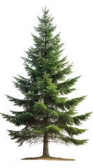 spruce tree isolated on a white a background - obrazy, fototapety, plakaty