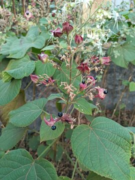 Clerodendrum trichotomum, the harlequin glorybower, glorytree or peanut butter tree, is a species of flowering plant in the family Lamiaceae. 