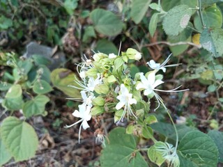 Clerodendrum trichotomum, the harlequin glorybower, glorytree or peanut butter tree, is a species of flowering plant in the family Lamiaceae. 