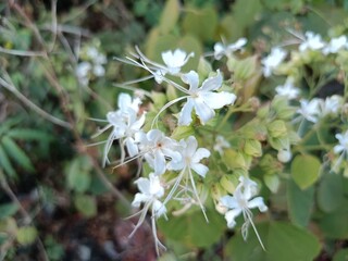 Clerodendrum trichotomum, the harlequin glorybower, glorytree or peanut butter tree, is a species of flowering plant in the family Lamiaceae. 