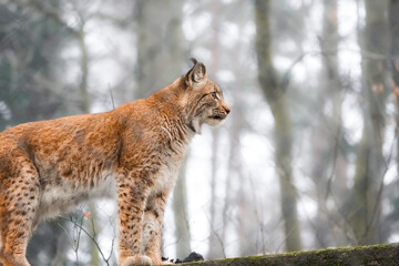 Portrait of a eurasian Lynx standing on a pedestal with a bokeh background, taken in the langenberg tierpark, zoo, in switzerland