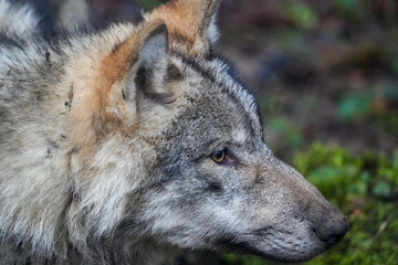 side profile close up of a wolf in the zoo, fur, ears, cute